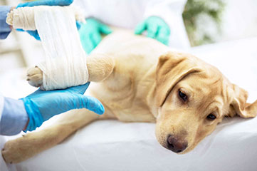 Ortopedia Veterinária