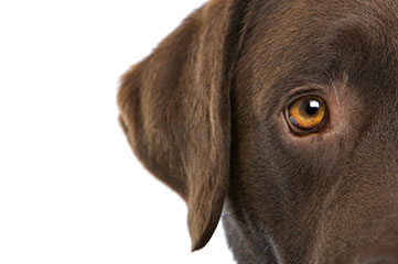 Oftalmologia Veterinária