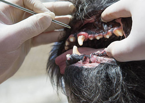 Oncologia Veterinária (remoção de tumores em geral)