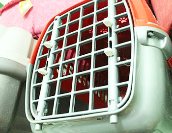 Boutique Pet para cachorros e gatos