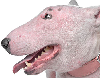 Dermatologia Veterinária