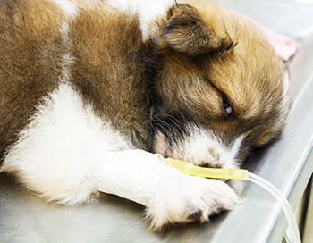 Internação Veterinária