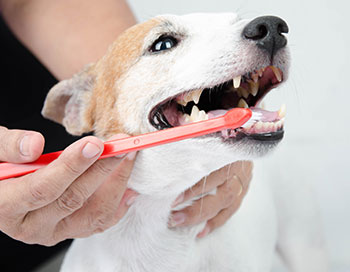 Odontologia Veterinária