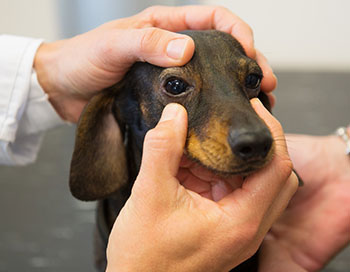 Oftalmologia Veterinária