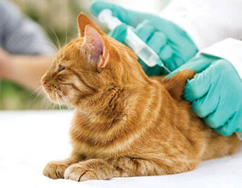 Vacinação Veterinária